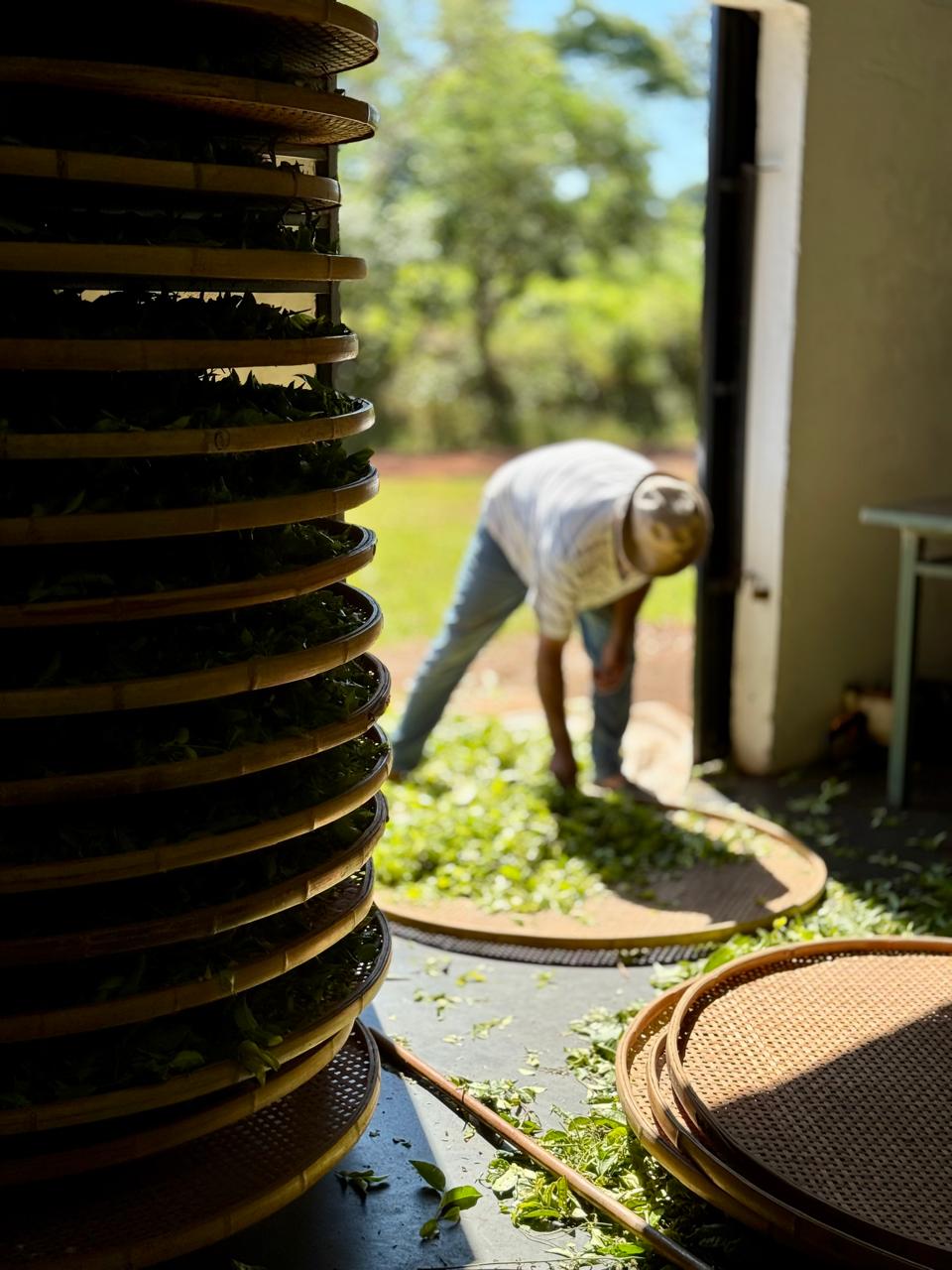 Productor de té esparciendo hojas de Camellia sinensis sobre bandejas de bambú · Secado natural en Misiones · ESG en la práctica