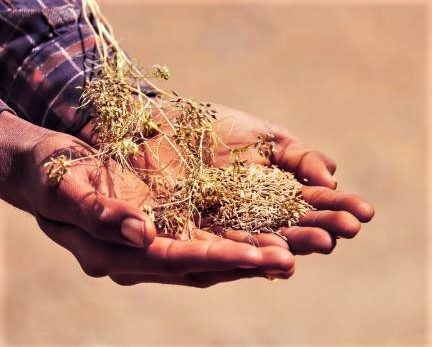 Manos de productores del ecosistema Argentina al Mundo